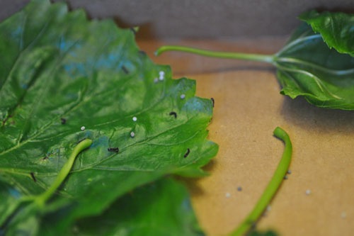 Silkworms on a leaf, day one